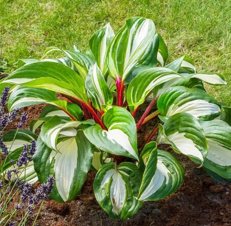 Hosta 'Raspberry Sundae' (pieejams no jūnija)
